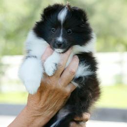Shetland Sheepdog puppies from Cathance Shetland Sheepdogs