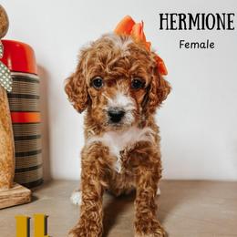Hermione - Red  female Goldendoodle puppy in Hilton, New York from The House of Goldendoodle