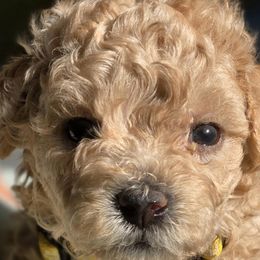 Yasmine - female Assorted Doodle Crosses puppy in Upland, California from IDREAMOFPUPPIES