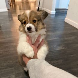 Yellow - Sable male Pembroke Welsh Corgi puppy in Moreno Valley, California from Playful Corgis