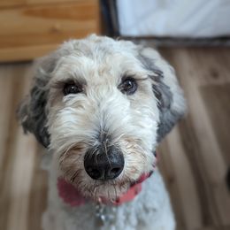 Fig - Goldendoodle