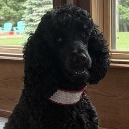 Ruby - Poodle
