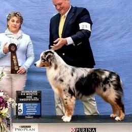 Australian Shepherd puppies from Rock Canyon Australian Shepherds