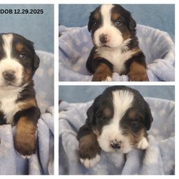 Spot 3 Females - Black rust and white female Bernese Mountain Dog puppy in Nicholson, Georgia from Bernese Mountain Dogs of Pony Trail Farm