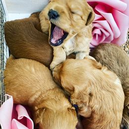 Australian Labradoodle Puppies from Texas Labradoodles