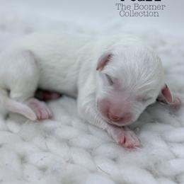 Pearl - White female Great Pyrenees puppy in San Marcos, California from Faith Family Freedom Farm
