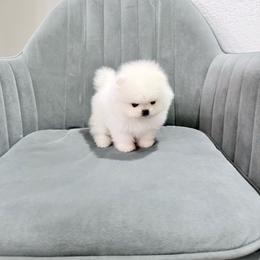 Snow White - White female Pomeranian puppy in Las Vegas, Nevada from Ice City Pomeranians