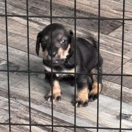 Companion Cross, Dachshund, and Miniature Schnauzer Puppies from Sheri Lauritsen