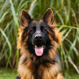 Orsa - German Shepherd