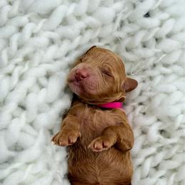 Girl 4 - Red  female Goldendoodle puppy in Philadelphia, Mississippi from Oakie Doodles
