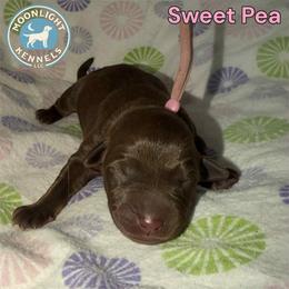 Sweet Pea - Chocolate female Labrador Retriever puppy in Elloree, South Carolina from Moonlight Kennels LLC