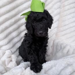 Green Collar Girl - Black female Goldendoodle puppy in Knoxville, Tennessee from Niya’s Doodles