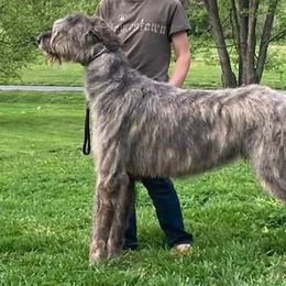 Irish Wolfhounds from Hounds of Ravenhill