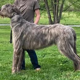 Irish Wolfhounds from Hounds of Ravenhill