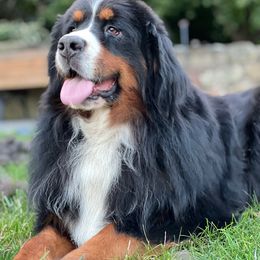 Mopar - Bernese Mountain Dog