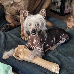 Diamond  - Chinese Crested