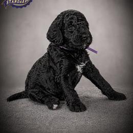 Cartwright's Salome the Devoted - Black female Poodle puppy in Albany, Kentucky from Impressive Cartwright Standards