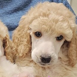 Poodles from Western Kentucky Poodles