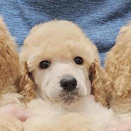 Poodles from Western Kentucky Poodles