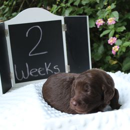 Labradoodle Puppies from Tiny Tally Tails