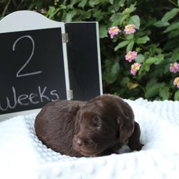 Labradoodle Puppies from Tiny Tally Tails