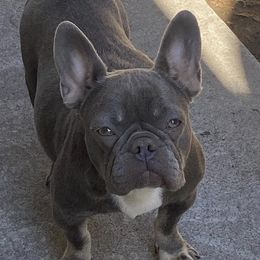 French Bulldogs from DogFather Frenchies