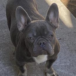 French Bulldogs from DogFather Frenchies