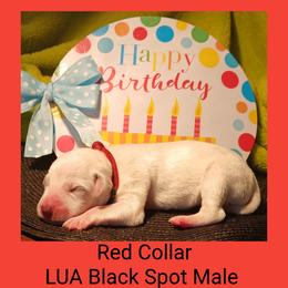 6 black spotted boys - White and black male Dalmatian puppy in Perry, Michigan from Mid-Michigan Dalmatians