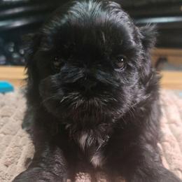 Puppy 3 - Black and white male Shih Tzu puppy in Belleville, Michigan from Patricia's Heavenly Earth Angels