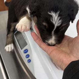 Border Collie Puppies from Julie Ziegler