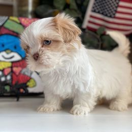 Girl 3 Penny - Cream and white female Shih Tzu puppy in Troy, Michigan from "Shihtzu Best Friend"