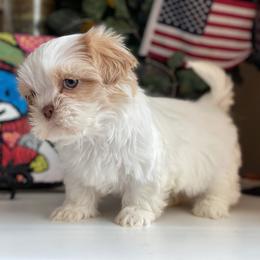 Girl 3 Penny - Cream and white female Shih Tzu puppy in Troy, Michigan from "Shihtzu Best Friend"