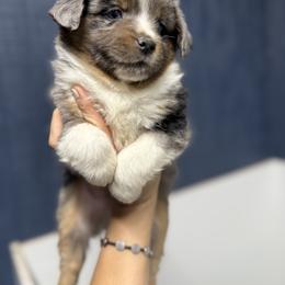Bishop - Blue merle male Miniature Australian Shepherd puppy in Mount Airy, Georgia from North Georgia Gems