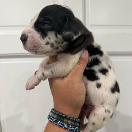 Captain marvel - Harlequin female Great Dane puppy in Florida from Beachside Kennels