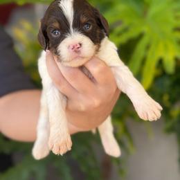Hazel - Chocolate female Cavapoo puppy in Millersburg, Ohio from T Sanctum