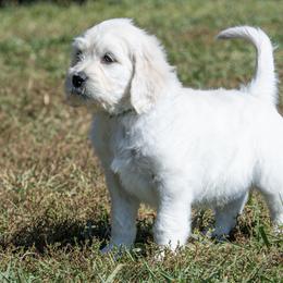 Bernedoodle and Goldendoodle Puppies from White Oak Doodles
