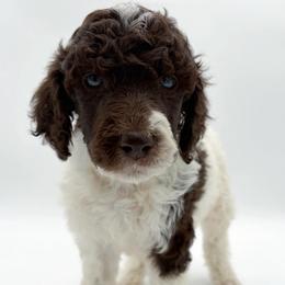 Cookie - Parti male Poodle puppy in Otto, North Carolina from Wild Suns Farm