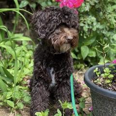 Pappy - Australian Labradoodle