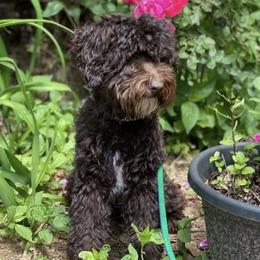 Pappy - Australian Labradoodle