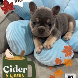 Cider - Tricolors male French Bulldog puppy in South Bend, Indiana from Furever Faithful Frenchies LLC
