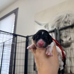 Jingle (Red Band) - Tri-color male Labradoodle puppy in Plainfield, New Jersey from Caris Paws Poodles and Labradoodles