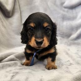 Nico Jr. - Black and tan male Dachshund puppy in Trenton, Florida from Kings Dachshunds