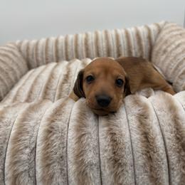 Cashew - Cream male Dachshund puppy in Corona, California from ChezBeale
