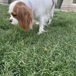 Cavalier King Charles Spaniel Puppies from Parks Cavaliers