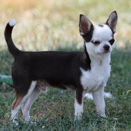 Ren - Chihuahua