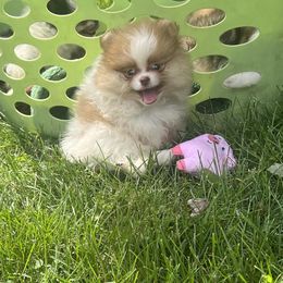 Girl 2 - female Pomeranian puppy in Cass City, Michigan from Lil'Fevre Chihuahuas