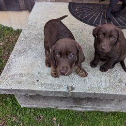 Labrador Retriever Puppies from Rapidan River Labradors