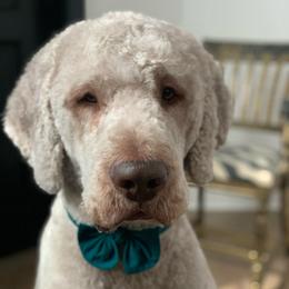 Leo - Saint Berdoodle