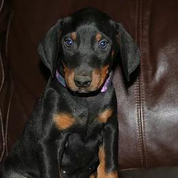 Doberman Pinschers from Cascade Ranch