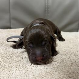 Cocoa Puff - Chocolate male Labrador Retriever puppy in Dickson, Tennessee from Cane Creek Labradors